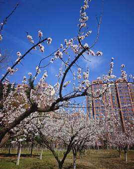 说明: 春和景明.jpg