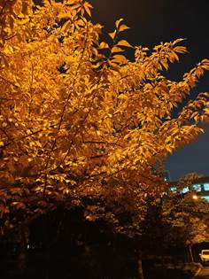 说明: IMG_20251028_200233